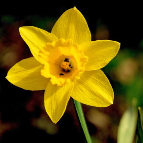 Daffodil Flower-National Flower of Wales