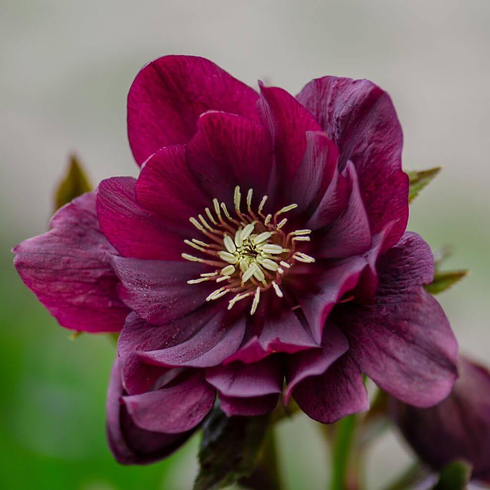 hellebore flower blooming in shade