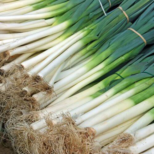 Leek Vegetable-National Flower of Wales