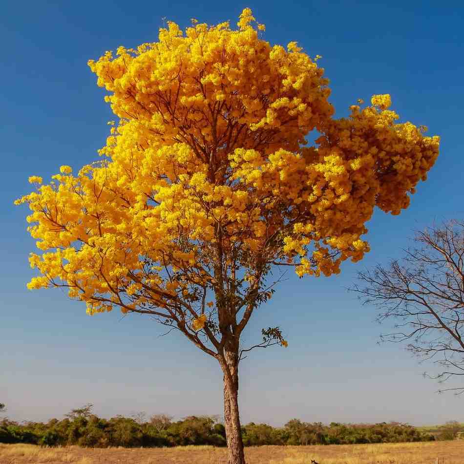 Golden Trumpet Tree-National Flower of Brazil