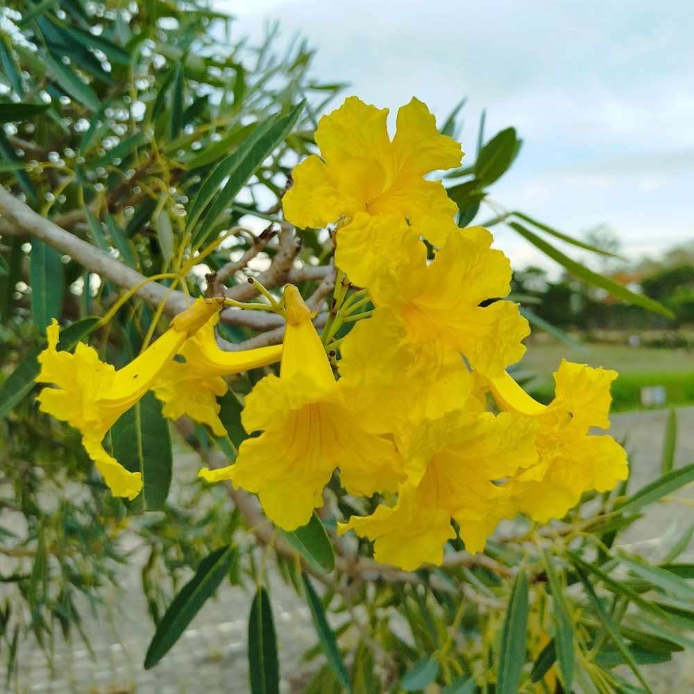 Close-up of Golden Trumpet Tree Flowers-National Flower of Brazil
