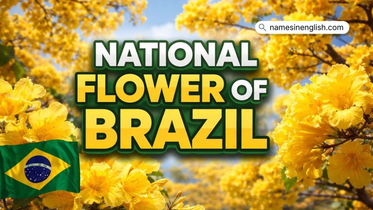 National Flower of Brazil
