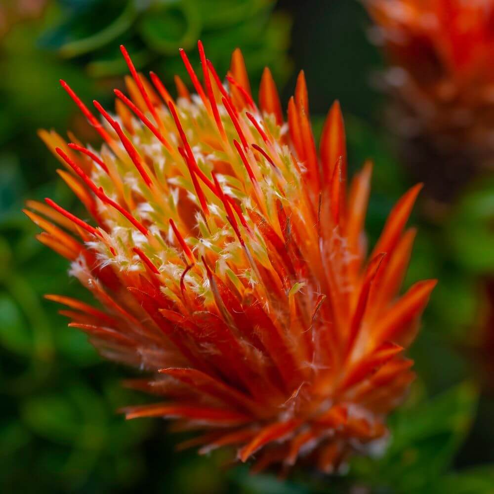 Chuquiragua Flower Close-up-National Flower of Ecuador