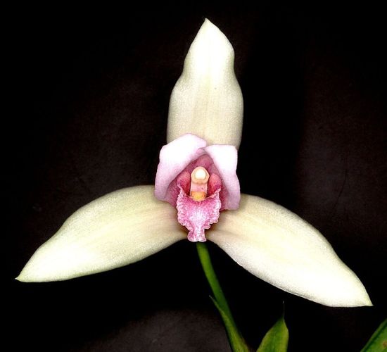 White Nun Orchid Flower-National Flower of Guatemala