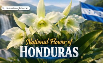 National Flower of Honduras