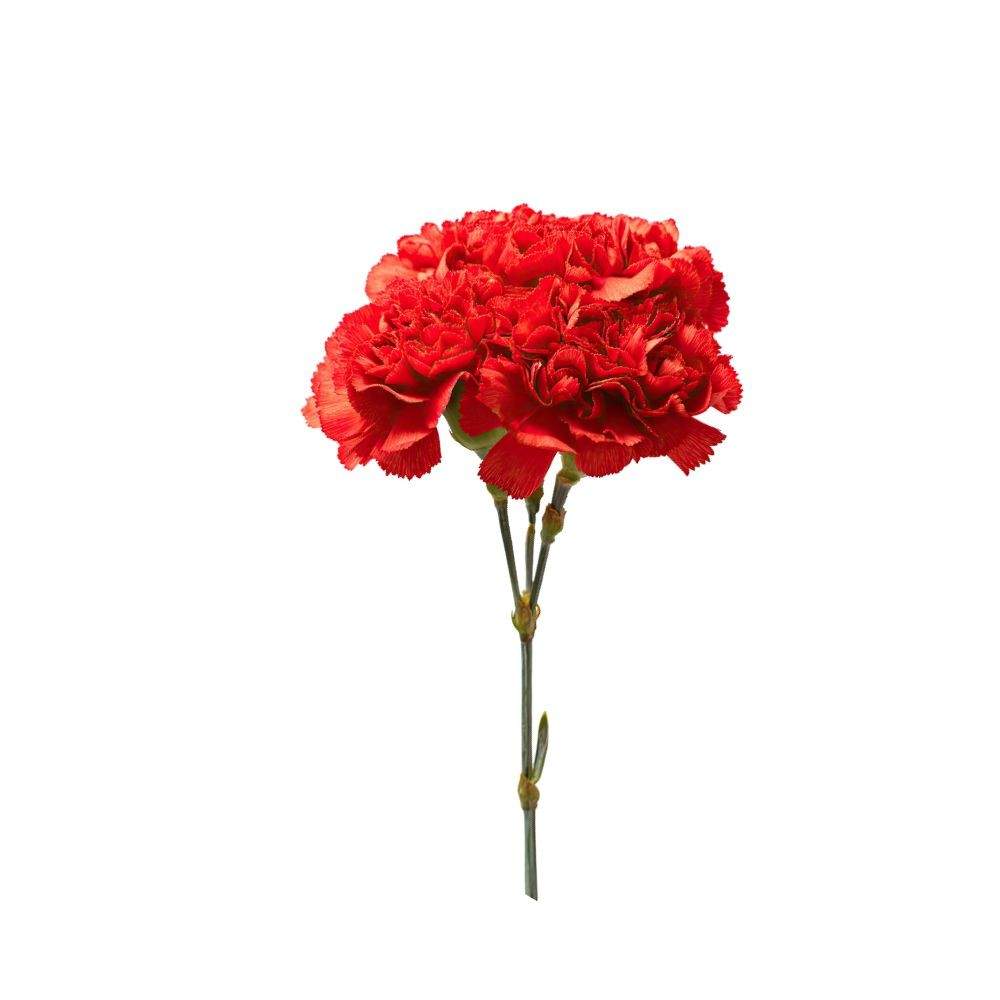Close-up of Red Carnation-National Flower of Spain