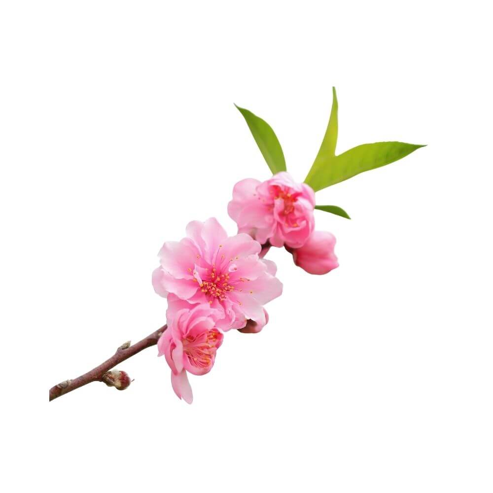 Plum Blossom Flower-National Flower of Taiwan