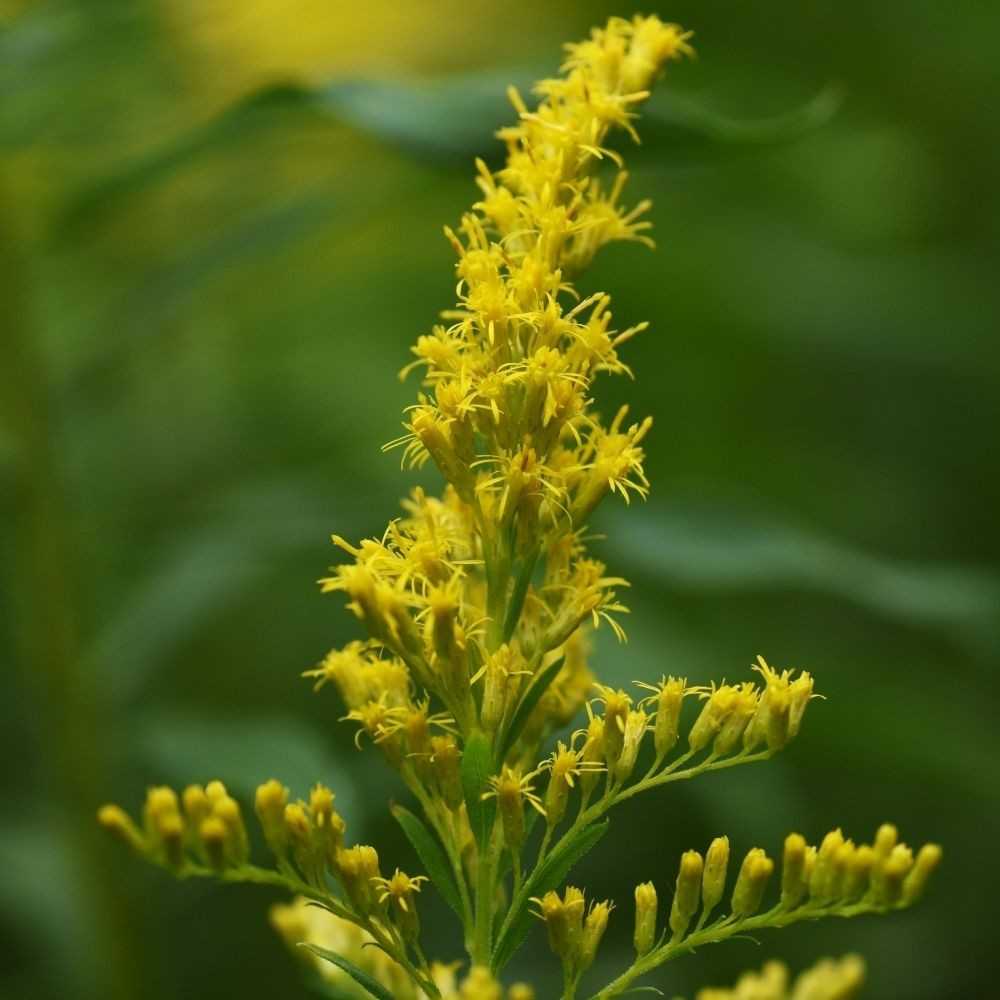 Goldenrod Flower-Nebraska State Flower-