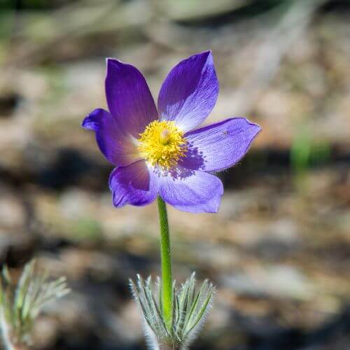  American Pasque Flower-State Flower of South Dakota