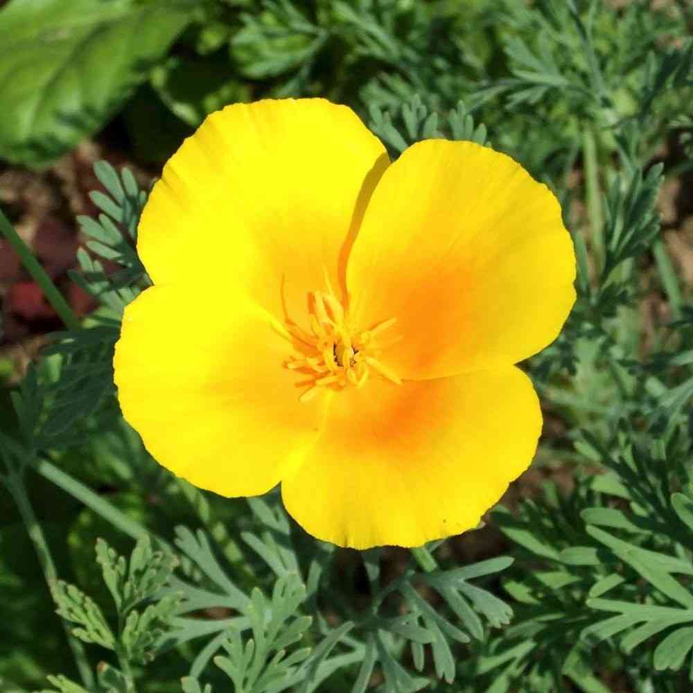 State Flower of California