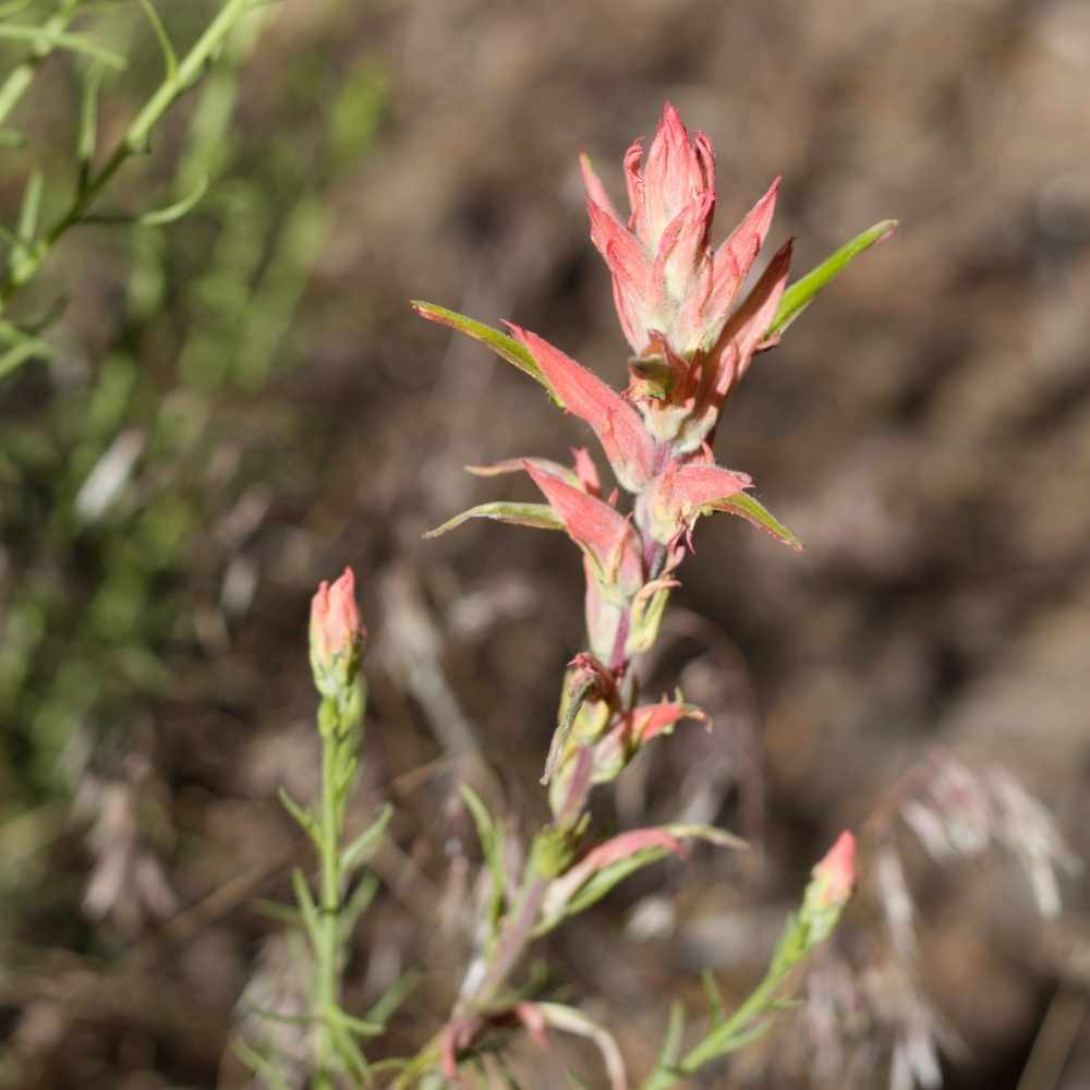 Indian Paintbrush Flower-State Flower of Wyoming