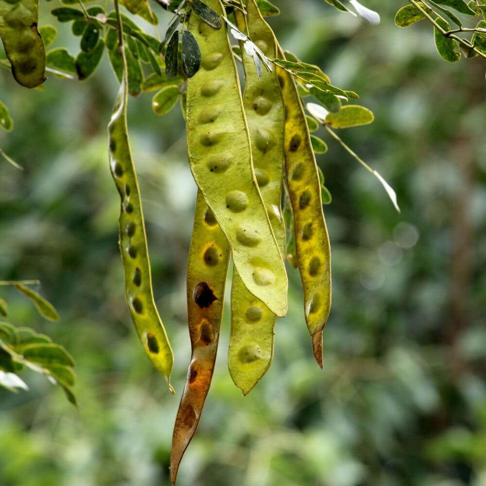 Yellow fluffy Acacia flowers on branches