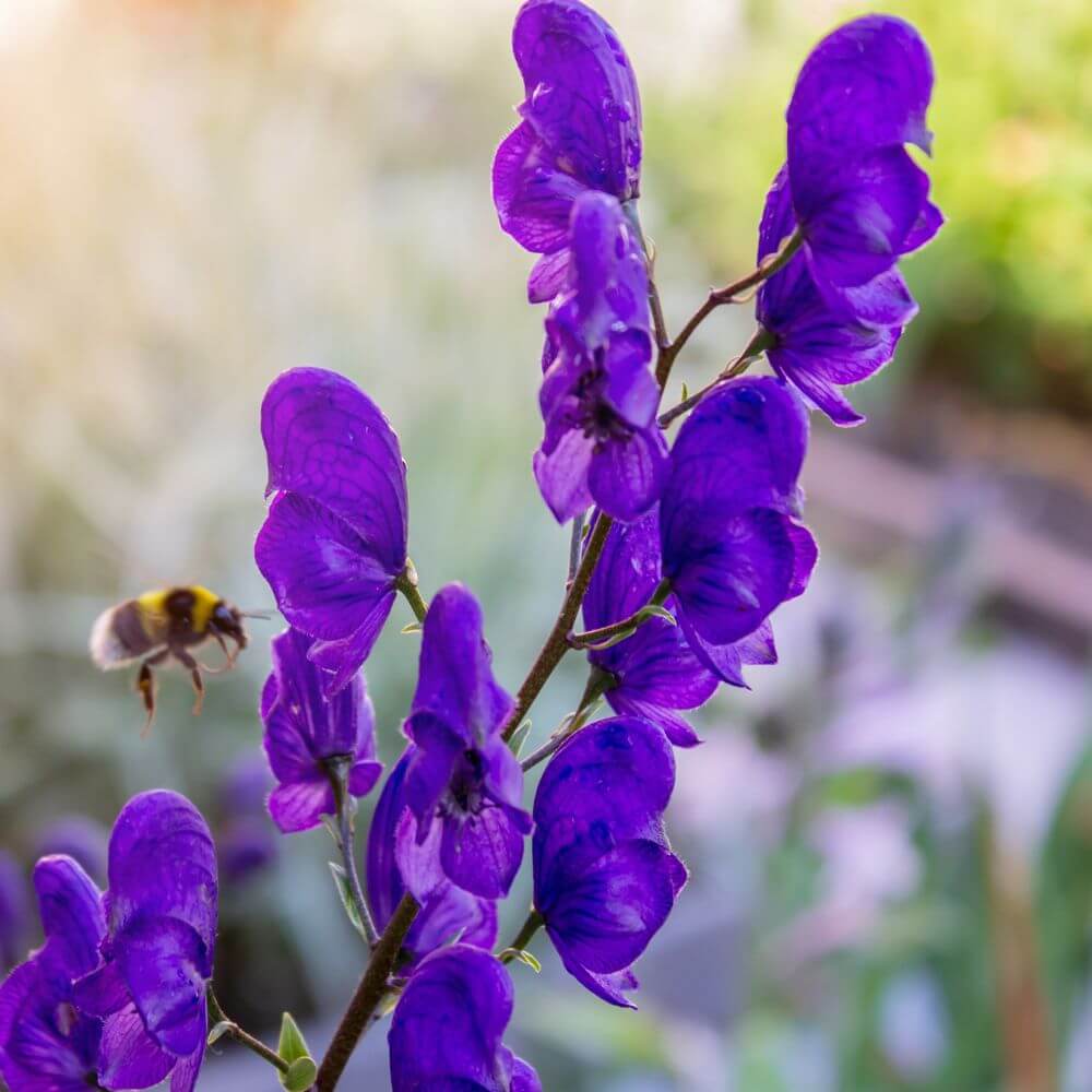 Purple Aconite flowers shaped like hoods