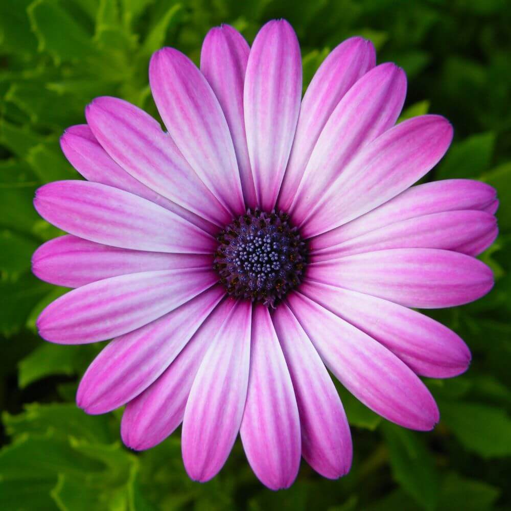 Bright African Daisy with dark center