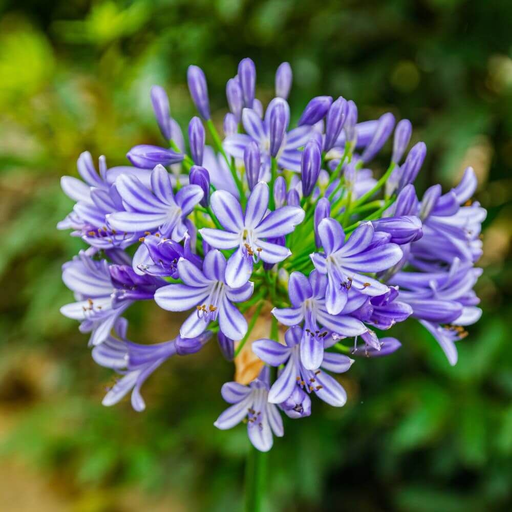 Blue Agapanthus trumpet-shaped blooms