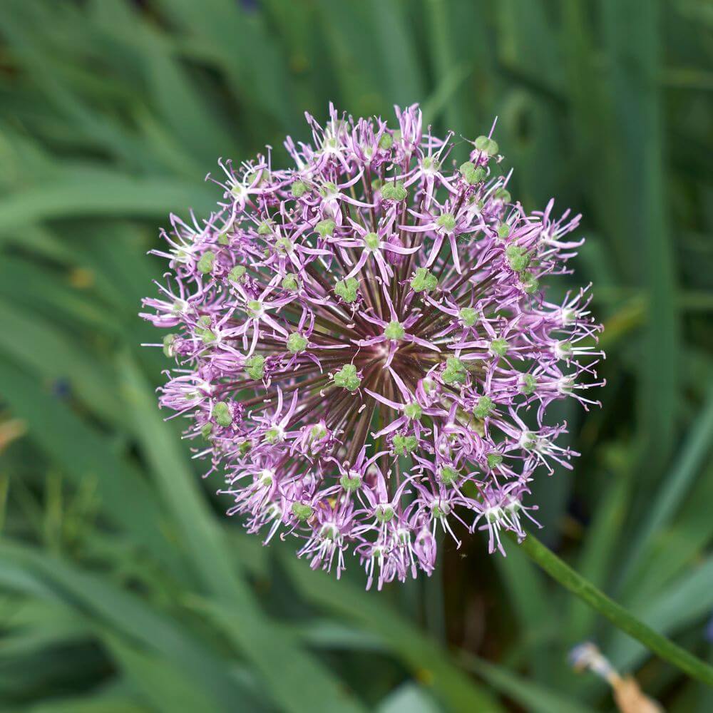 Round purple Allium flower on tall stem