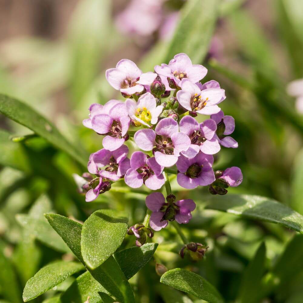 Cluster of small white Alyssum flowers