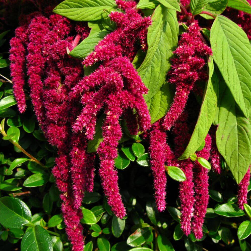 Deep red Amaranth clustered flowers