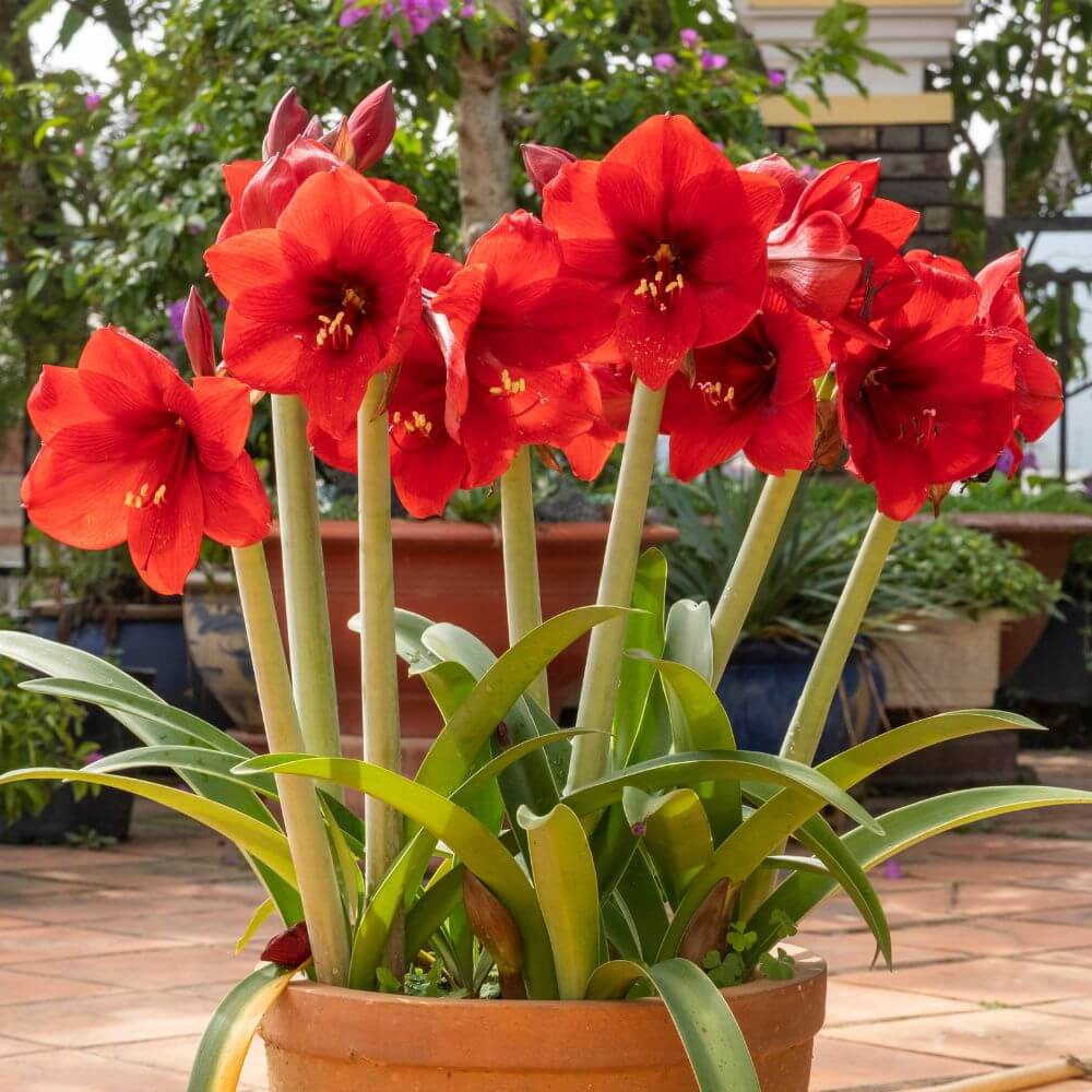 Bright red Amaryllis trumpet-shaped blooms