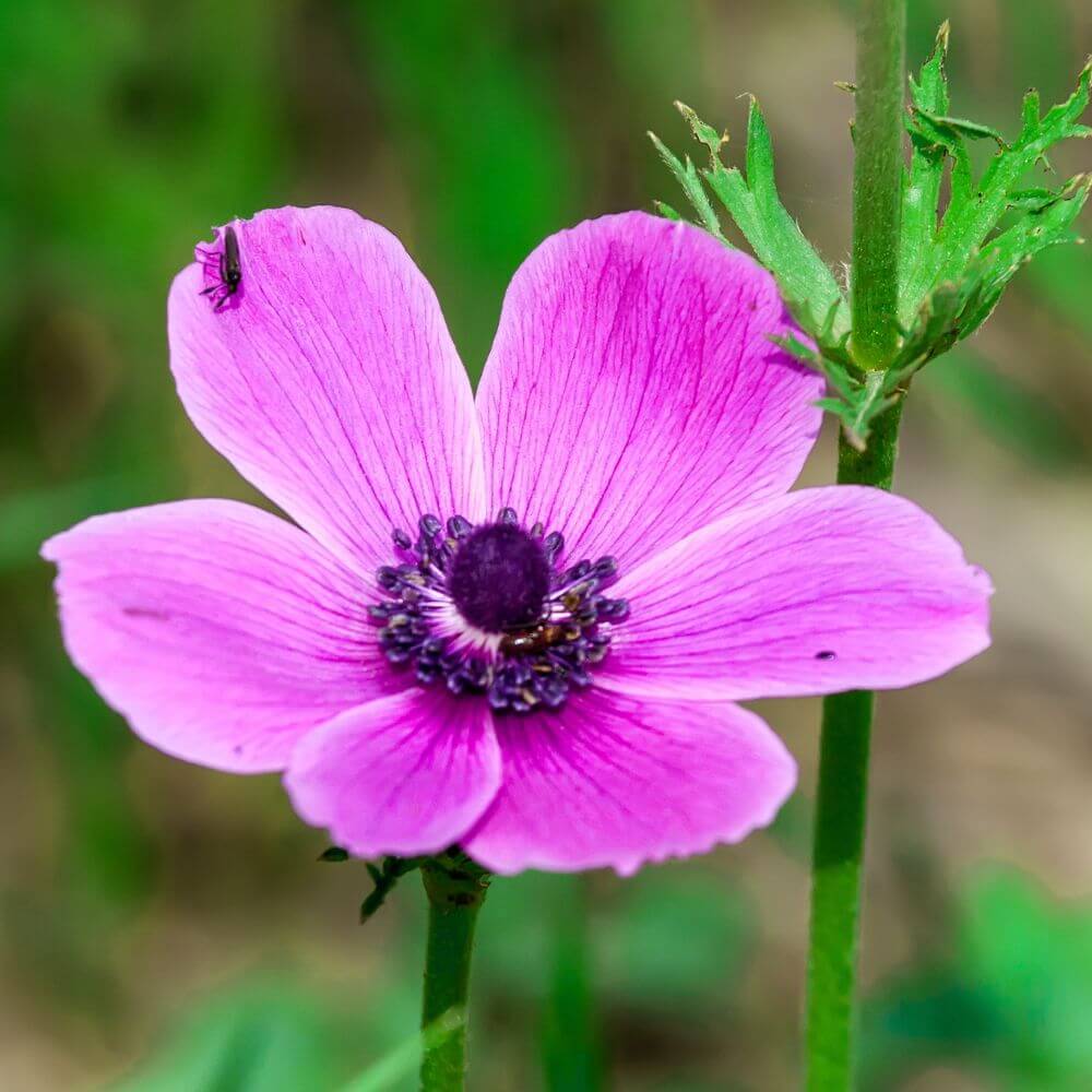 Anemone flower-Flower Names That Start With A