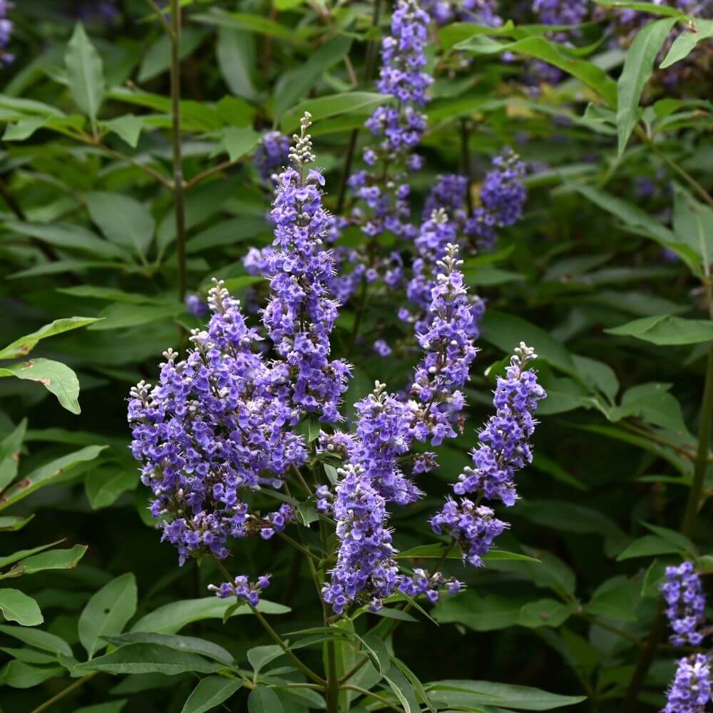 Angelonia flowers-Flower Names Starting with A