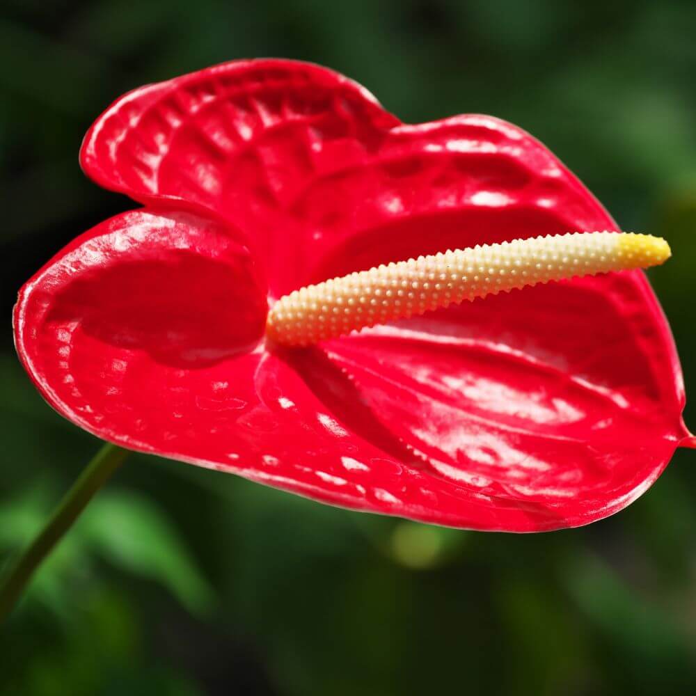 Glossy red Anthurium heart-shaped bloom