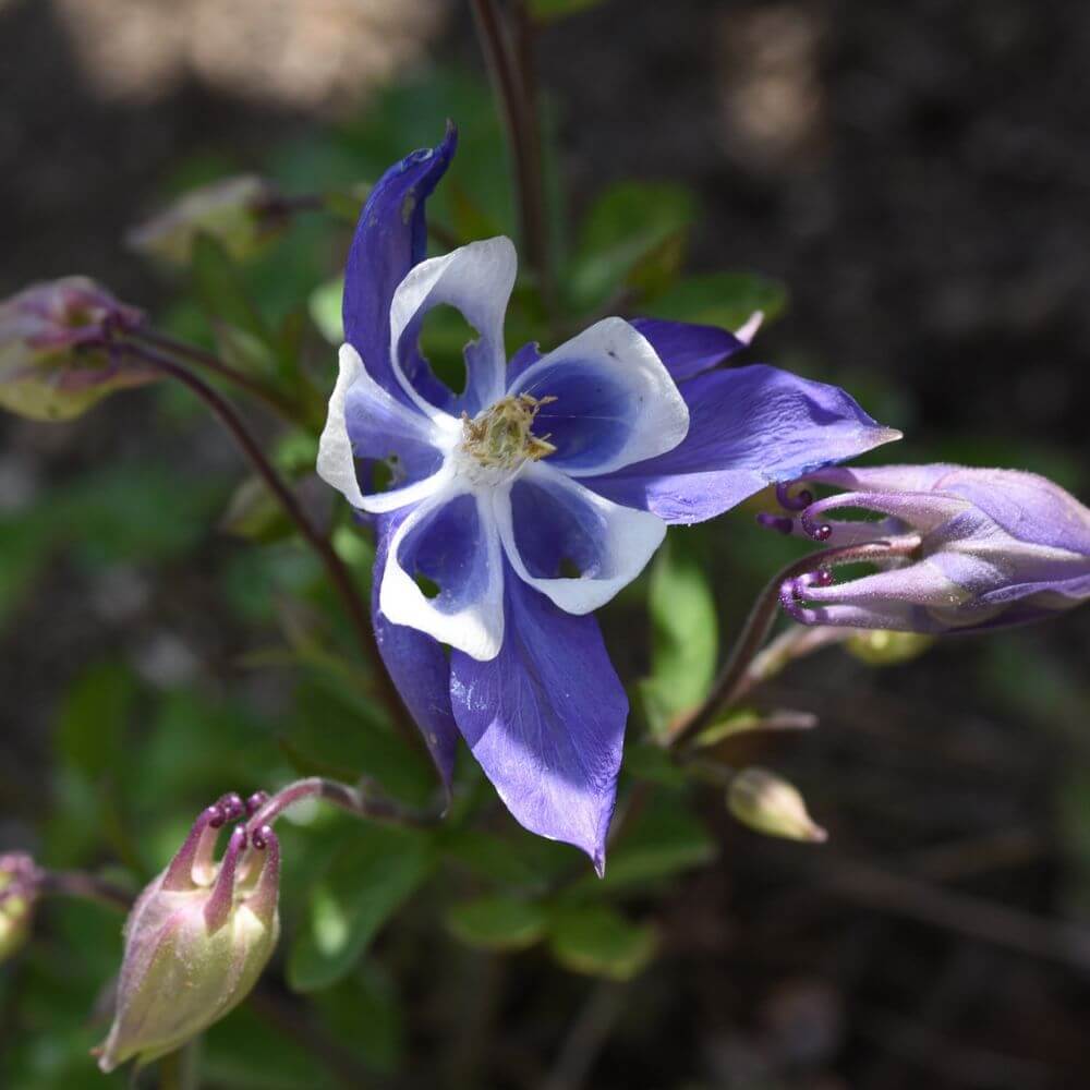 Blue Aquilegia flowers with delicate petals