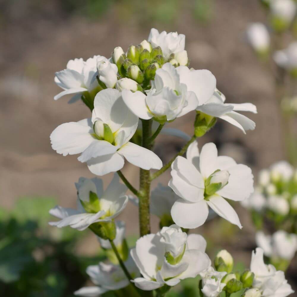 White Arabis flowers-Flower Names Starting with A