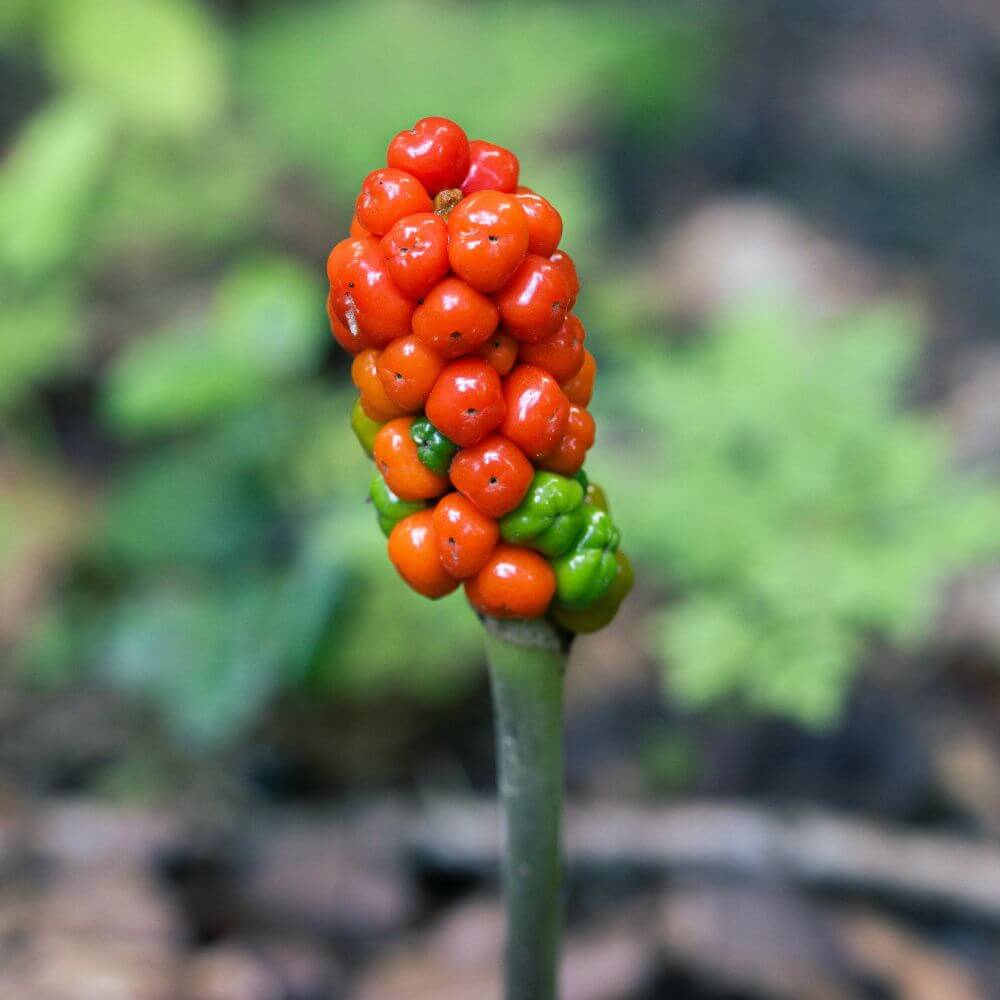 Arum Berries-Flower Names That Start WIth A