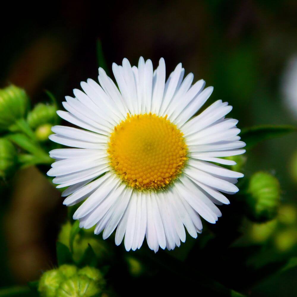 white star-shaped Aster Flower blooming