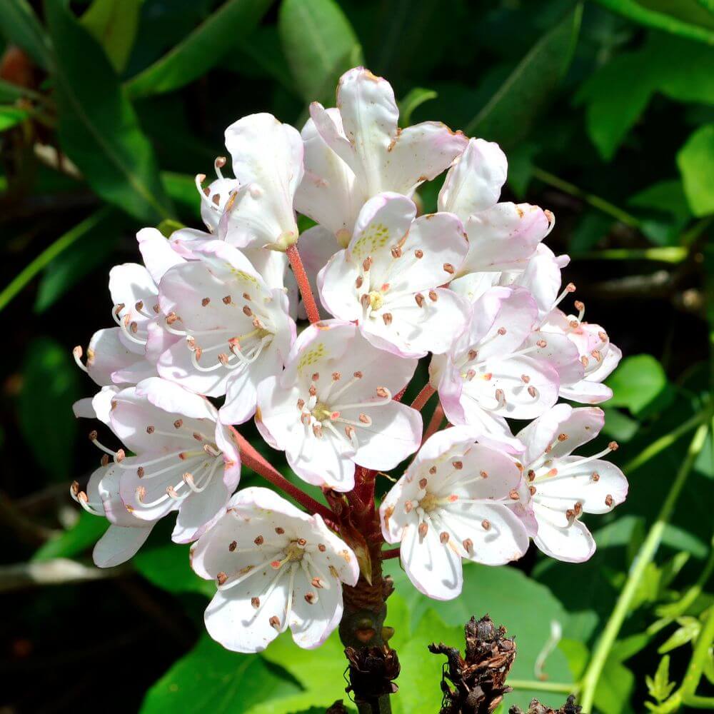 White Azalea-Flower Names That Start With A