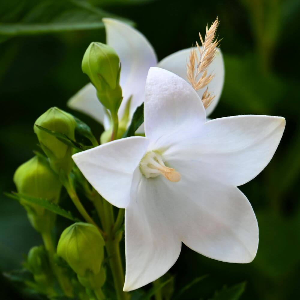 Balloon Flower-Flowers Starting With B