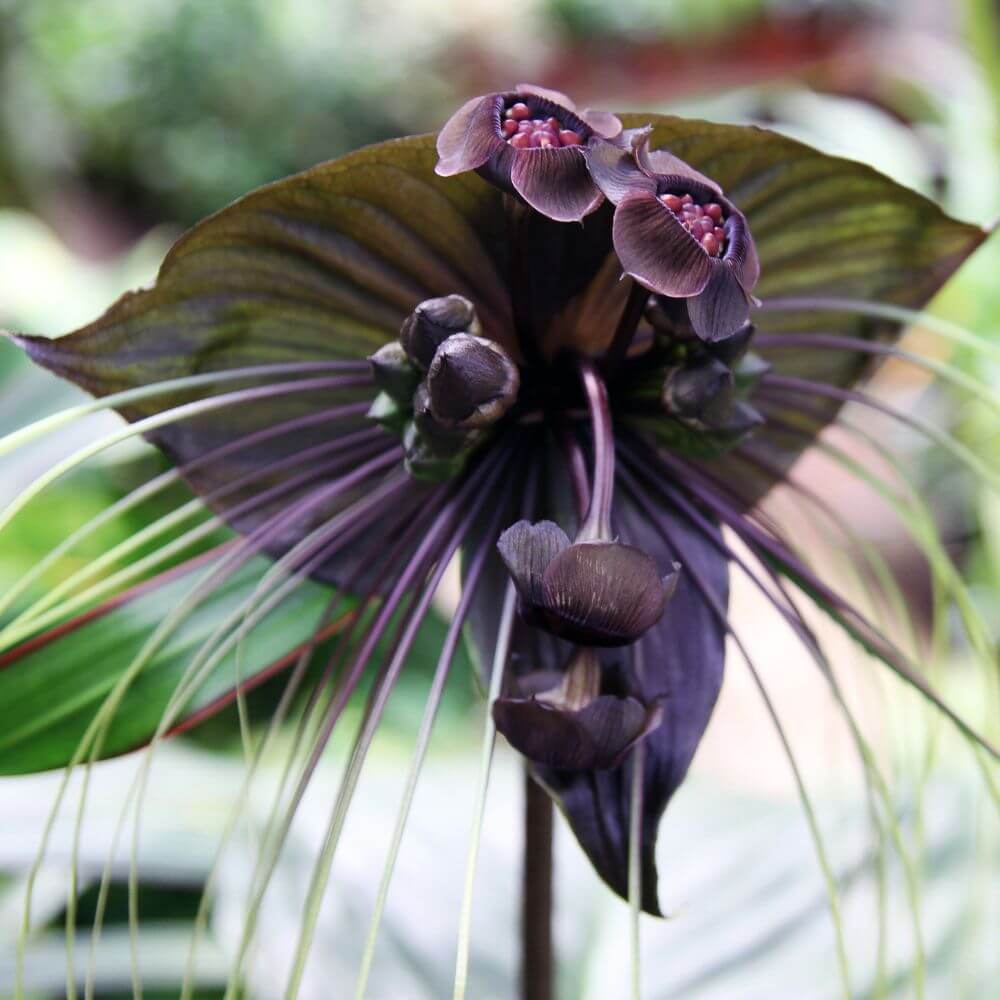 Black Bat Flower-Flowers Starting With Letter B