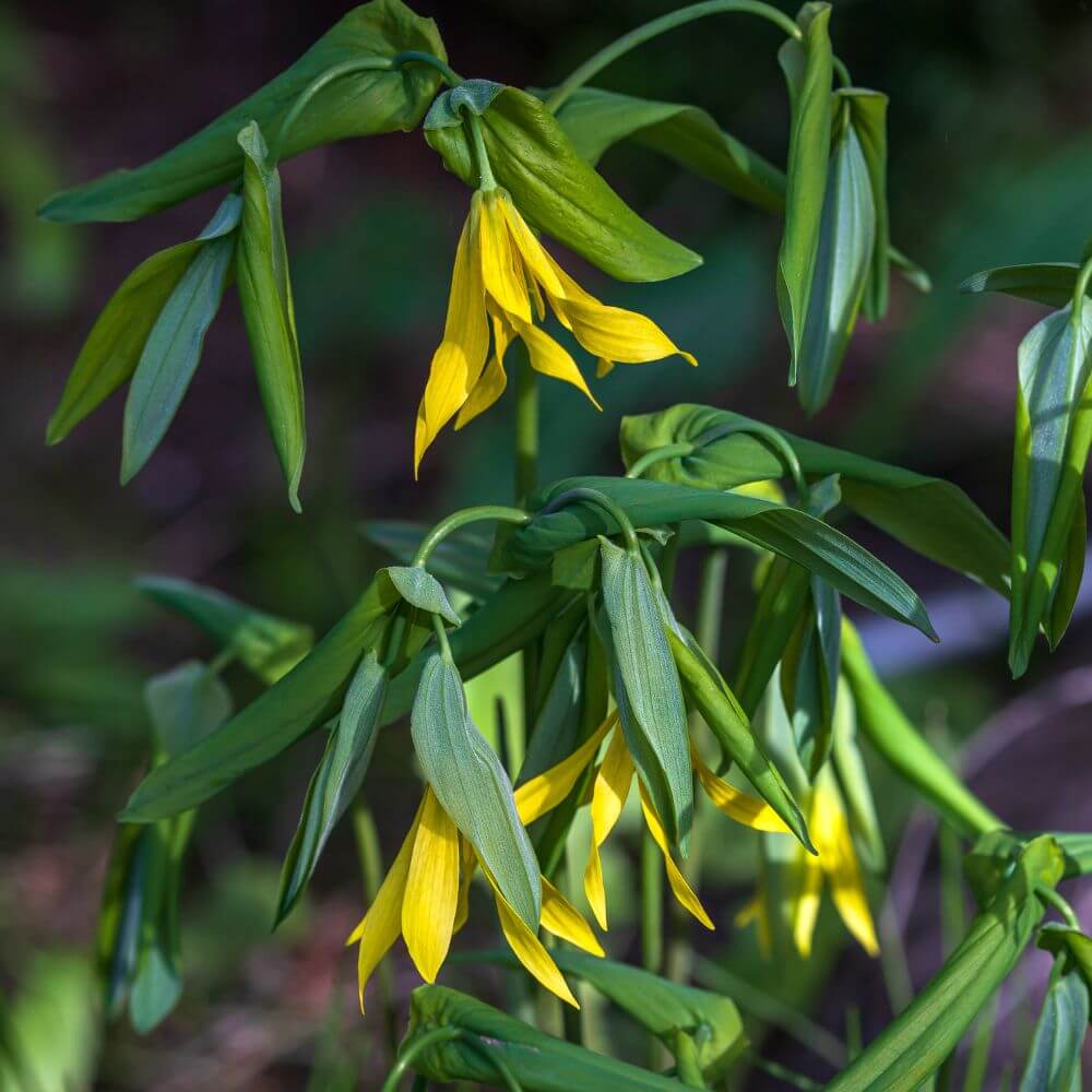 Yellow Bellwort flowers-Flowers Starting With B