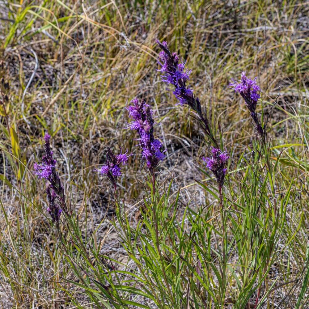 Purple Blazing Star wildflowers blooming top-down