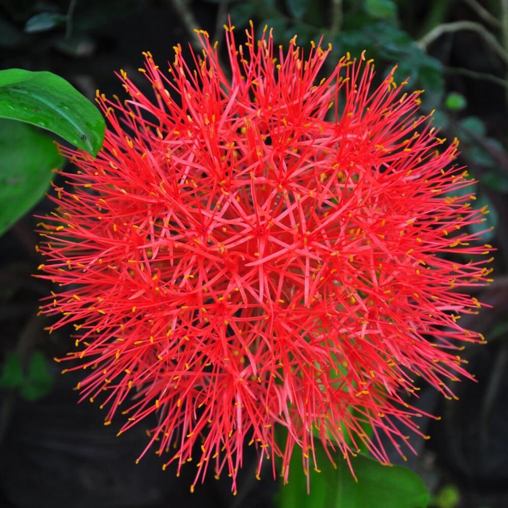 Spherical red Blood Lily-Flowers That Start With B