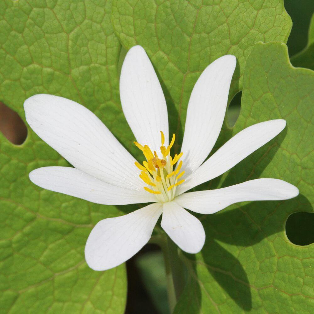 Bloodroot-Flowers That Start With Letter B