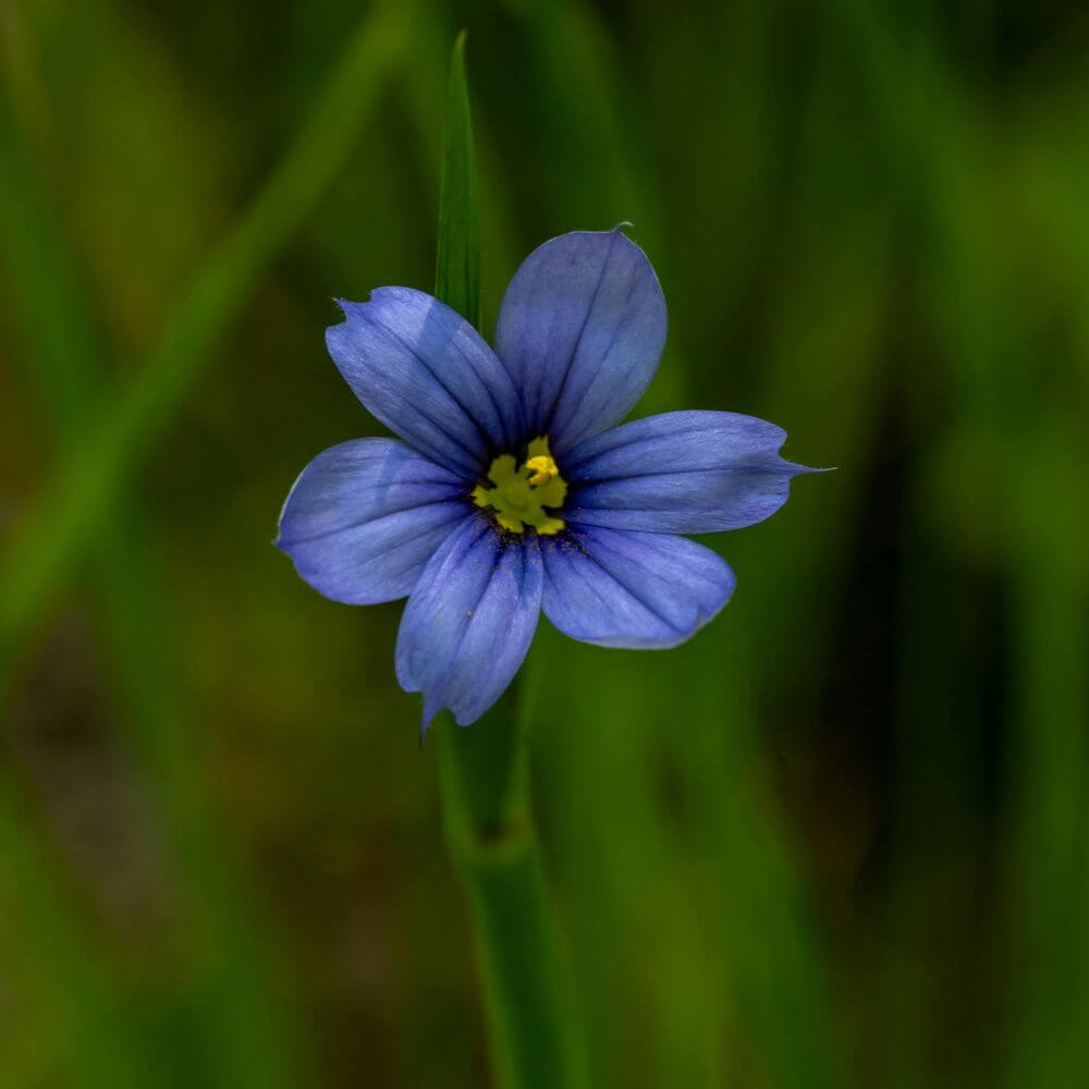 Blue-Eyed Grass flower with yellow center