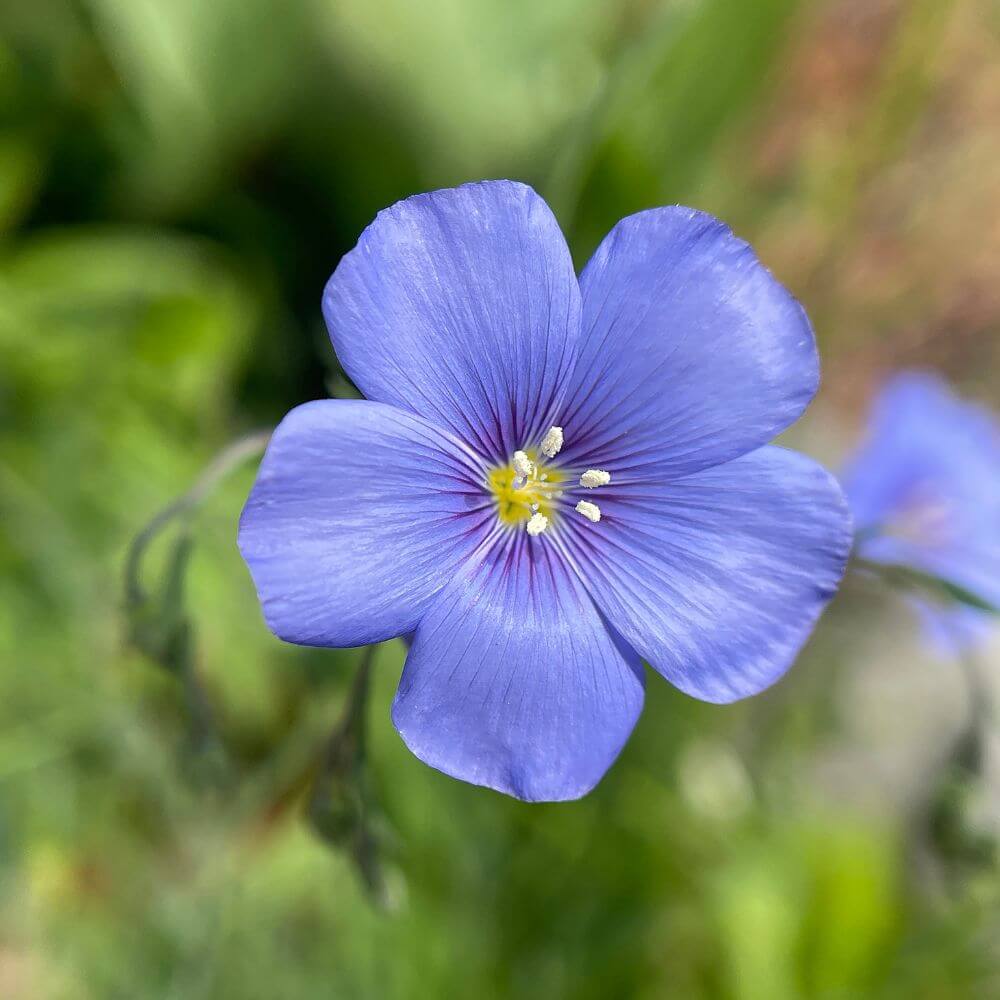 Sky-blue Blue Flax flower 