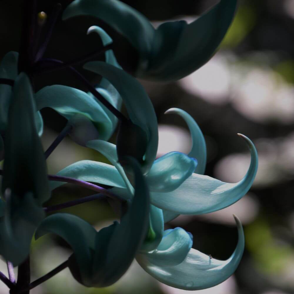 Hanging Blue Jade Vine turquoise claw-shaped flowers