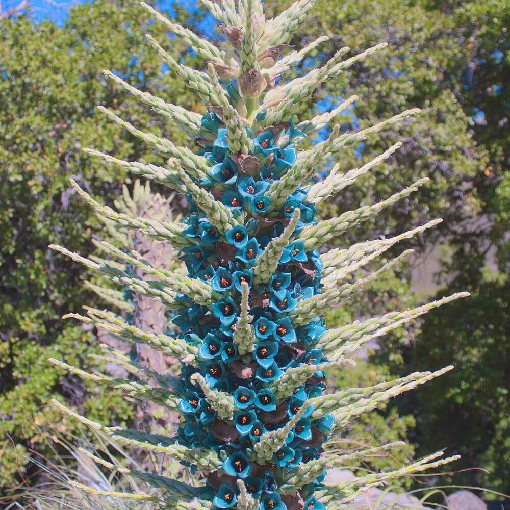 Turquoise Blue Puya flower spike in Chilean Andes