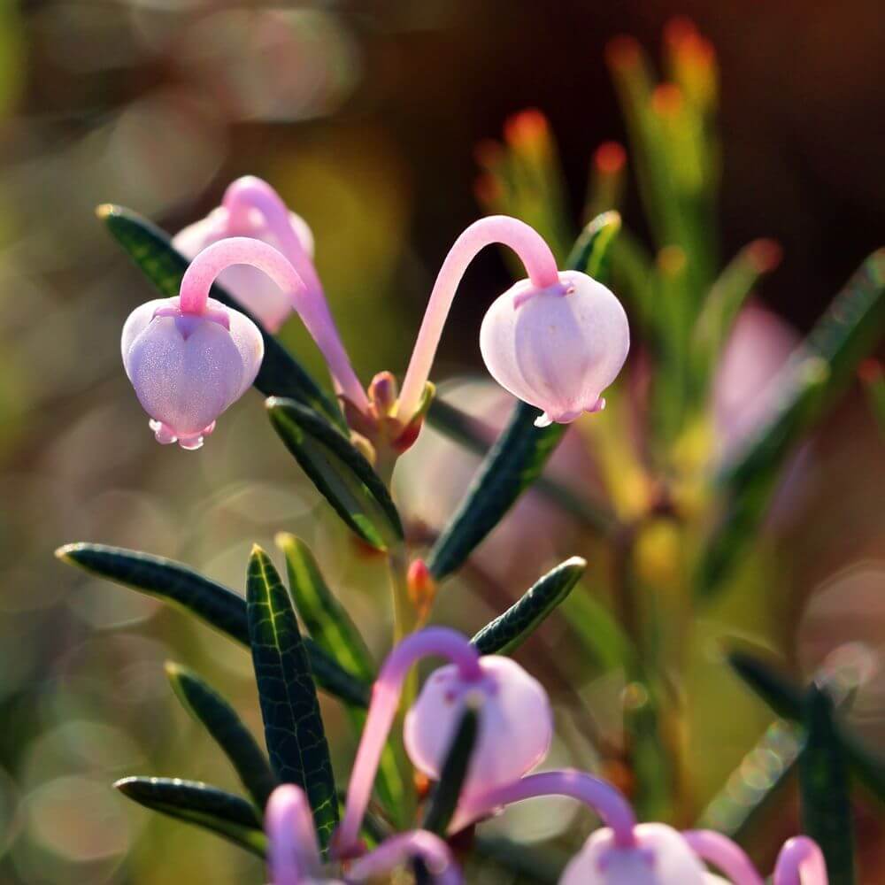Bog Rosemary-Flowers Starting With B