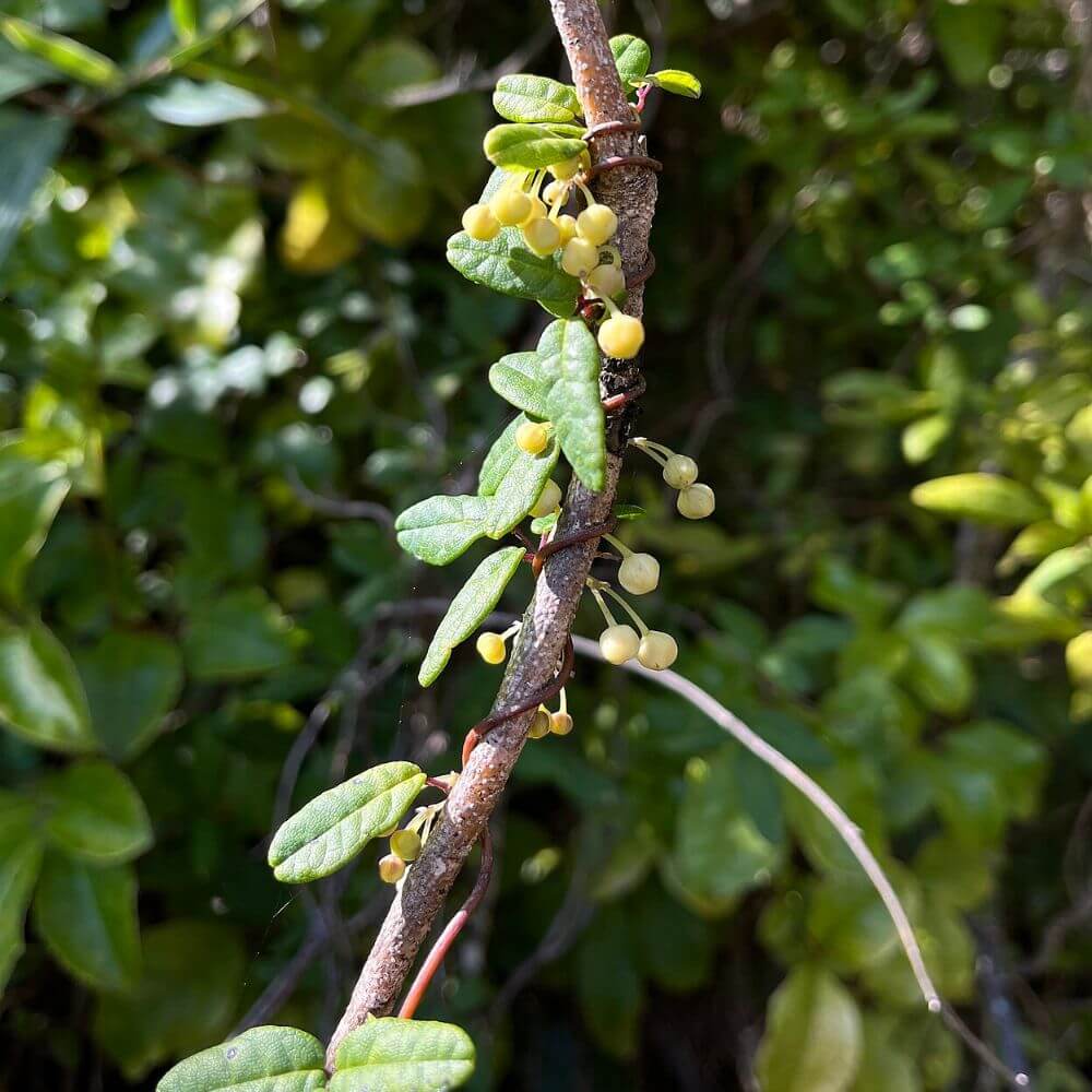 Boquila vine mimicking surrounding plant leaves