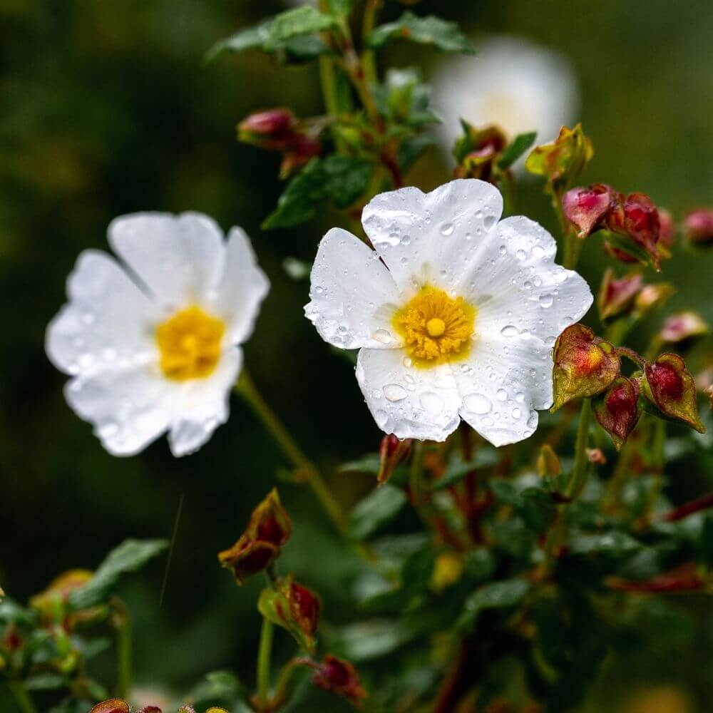 Bush Anemone-Flowers Starting With Letter B