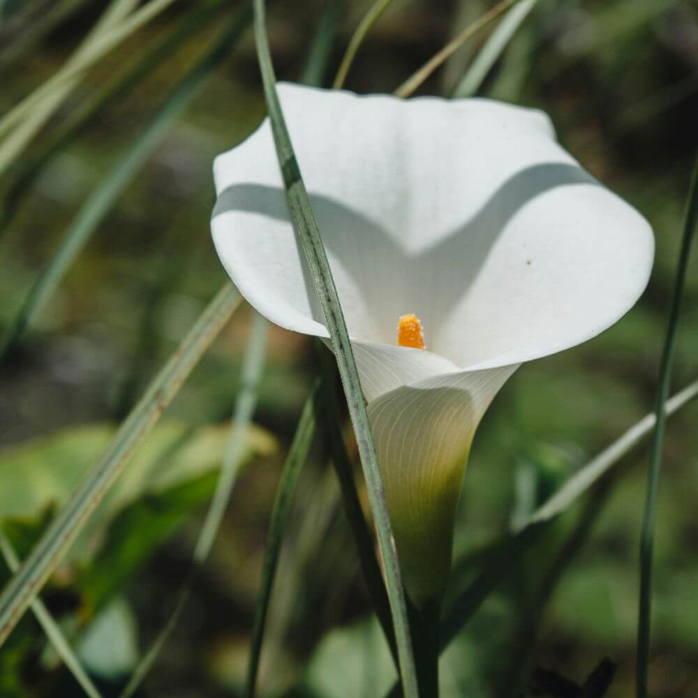 Elegant white calla lily with sculptural shape