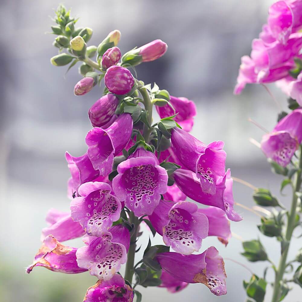 Pink Canterbury Bells flowers