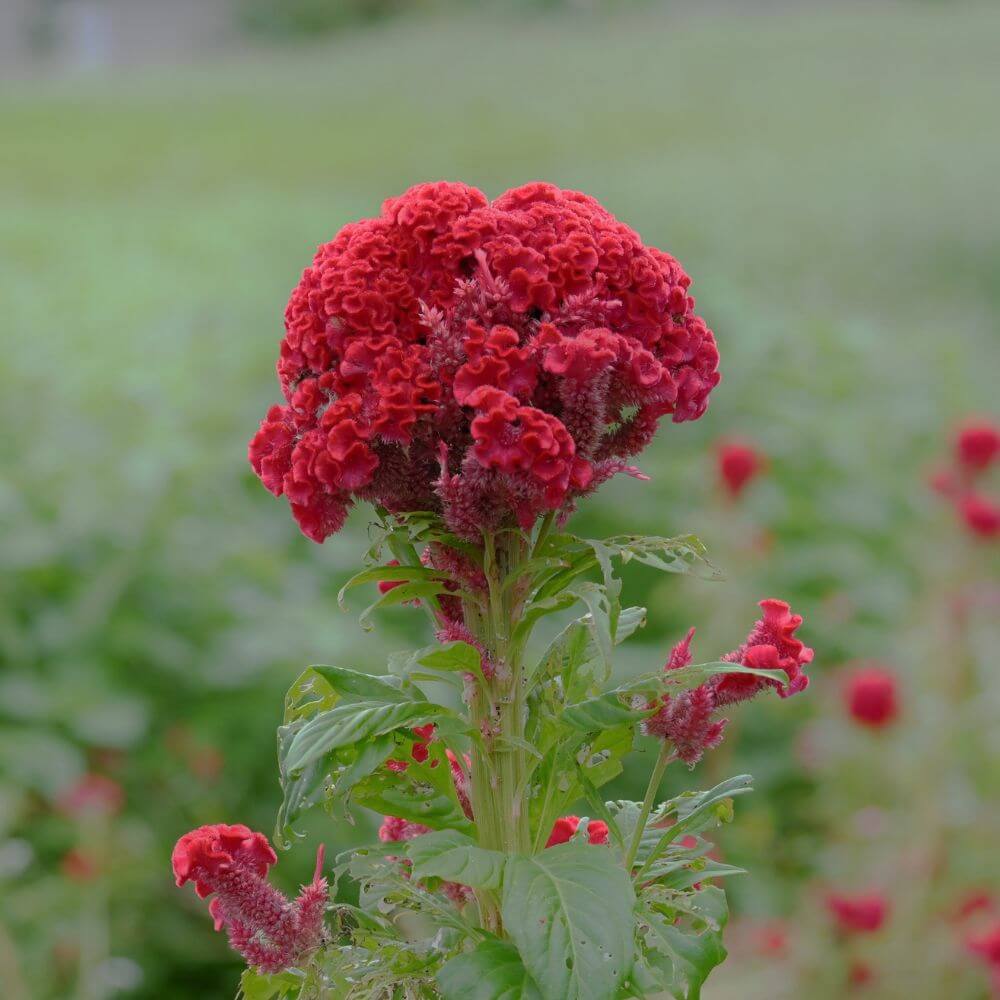 Bright celosia flower resembling flames