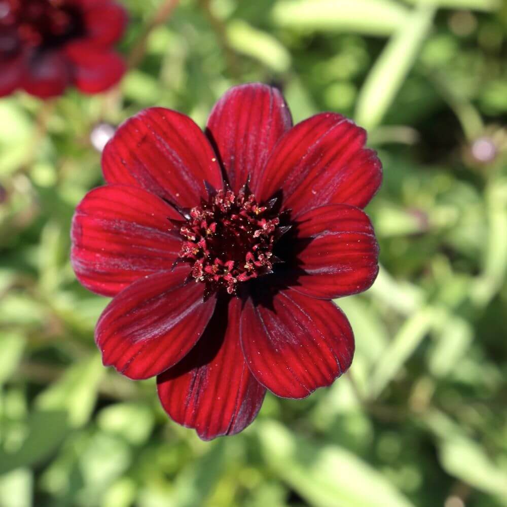 maroon chocolate cosmos-Flowers That Start With Letter C