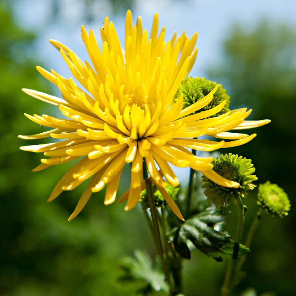 Artistic chrysanthemum bloom-Flowers That Start With C