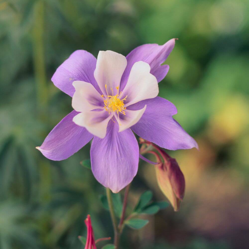 Columbine-Flowers That Start With C